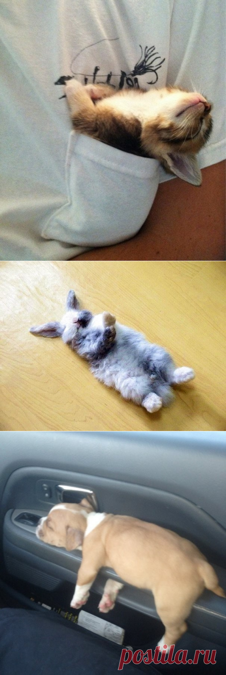 Спят усталые зверушки.... :)