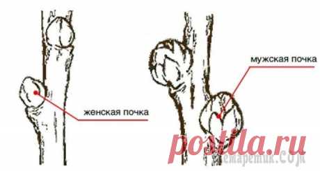 Как отличить облепиху мужскую от женской