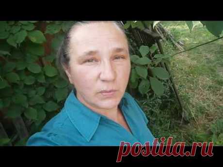 От цыпленка до курицы