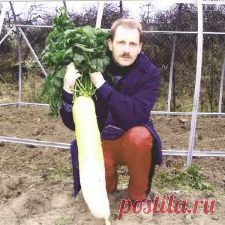 Гигантский дайкон