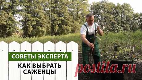 Как выбирать качественные и здоровые саженцы
