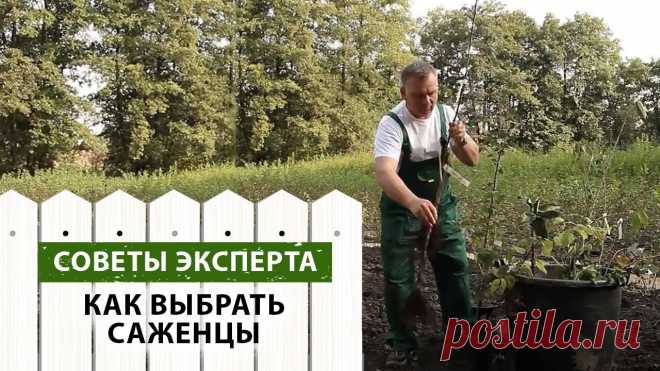 Как выбирать качественные и здоровые саженцы
