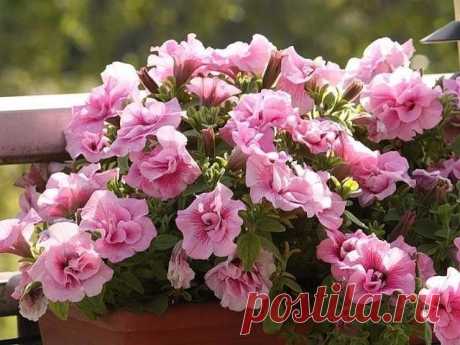 Цветы против вредителей: красота с пользой