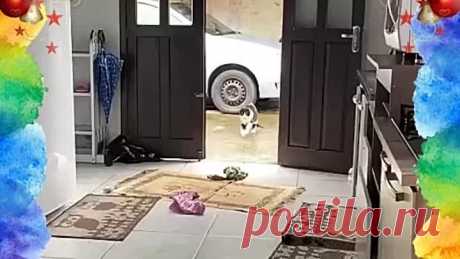 Настоящий симулянт