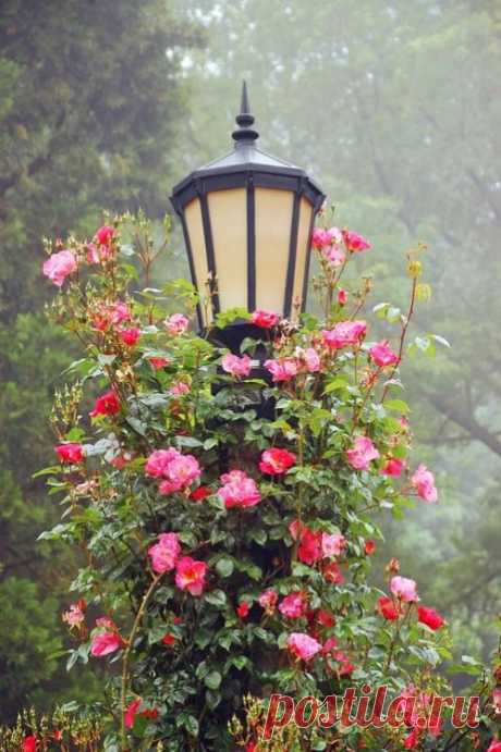 (351) Pinterest