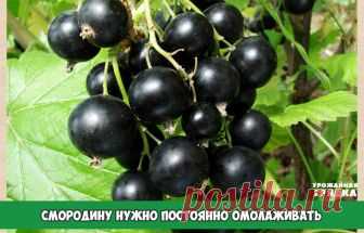 СМОРОДИНУ НУЖНО ПОСТОЯННО ОМОЛАЖИВАТЬ - И БОЛЬШОЙ УРОЖАЙ ВАМ ОБЕСПЕЧЕН

Большинство ягодных растений не требуют к себе очень пристального внимания. Но есть среди них два вида, которые нуждаются в постоянном уходе. Это земляника и смородина.

Первой дачники, как правило, уделяют довольно много времени: рассаживают, поливают, удобряют, мульчируют грядки, обновляют плантацию. А вот про смородину чаще всего забывают на долгие десятилетия. И потом удивляются: почему куст дает в...