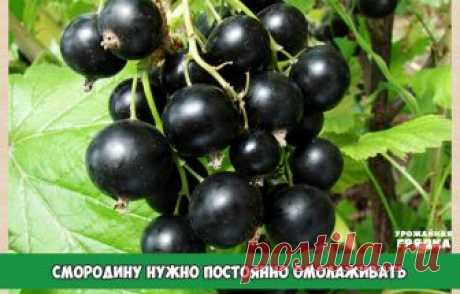 СМОРОДИНУ НУЖНО ПОСТОЯННО ОМОЛАЖИВАТЬ - И БОЛЬШОЙ УРОЖАЙ ВАМ ОБЕСПЕЧЕН

Большинство ягодных растений не требуют к себе очень пристального внимания. Но есть среди них два вида, которые нуждаются в постоянном уходе. Это земляника и смородина.

Первой дачники, как правило, уделяют довольно много времени: рассаживают, поливают, удобряют, мульчируют грядки, обновляют плантацию. А вот про смородину чаще всего забывают на долгие десятилетия. И потом удивляются: почему куст дает в...