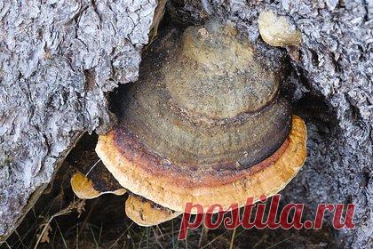 Под Нижним Новгородом обнаружили 800-летний гриб. В окрестностях Нижнего Новгорода нашли окаменелый гриб XIII века. 800-летний гриб-трутовик обнаружили археологи и сотрудники Института биологии и медицины. По словам эколога Валерия Темнухина, он находился на глубине четырех метров. Точный возраст окаменелости будет известен позже.