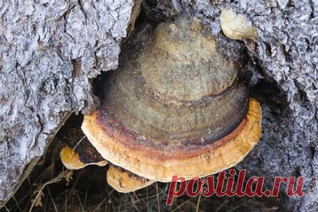 Под Нижним Новгородом обнаружили 800-летний гриб. В окрестностях Нижнего Новгорода нашли окаменелый гриб XIII века. 800-летний гриб-трутовик обнаружили археологи и сотрудники Института биологии и медицины. По словам эколога Валерия Темнухина, он находился на глубине четырех метров. Точный возраст окаменелости будет известен позже.