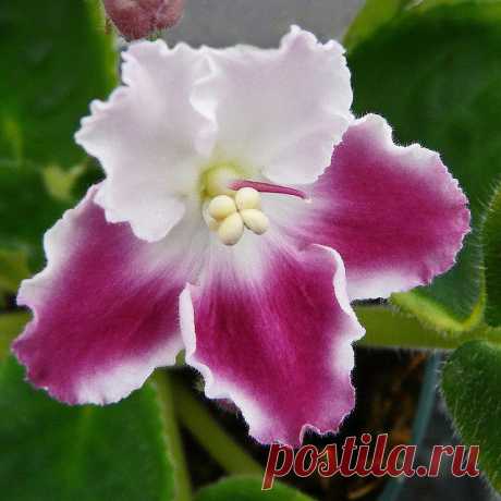 African Violet | FLOWERS