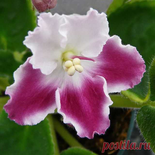 African Violet | FLOWERS