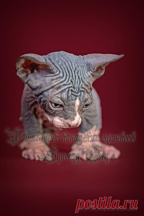 Мальчик голубой биколор