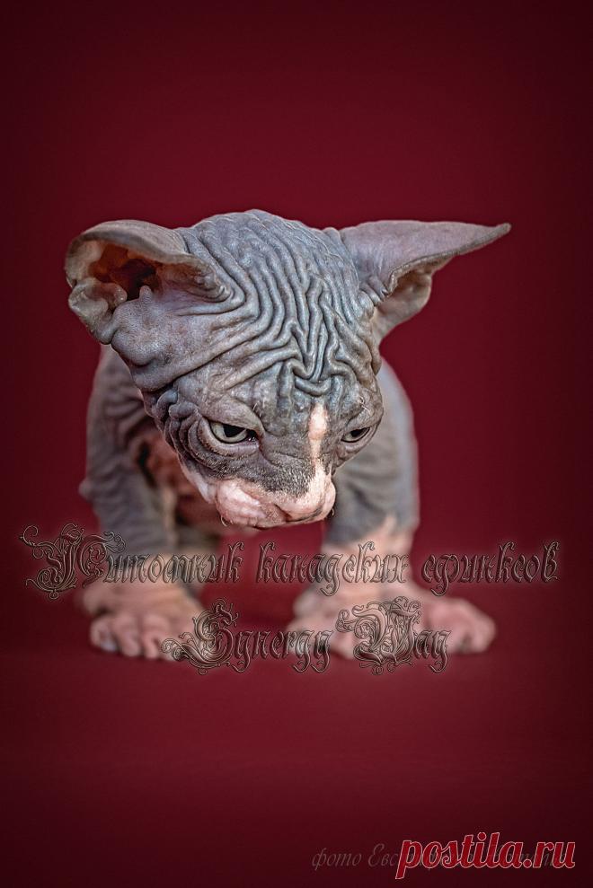 Мальчик голубой биколор