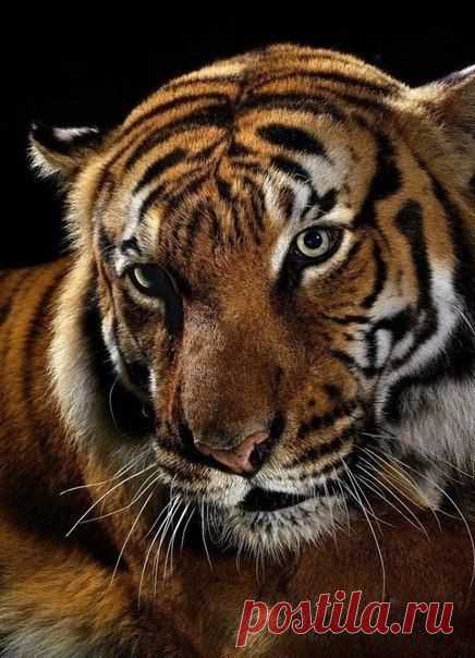 Светлана Светлякова