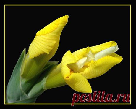 Iris twins opening up ... Explore heurtoirfan's photos on Flickr. heurtoirfan has uploaded 9828 photos to Flickr.