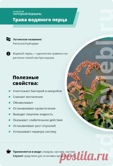 Трава водяного перца (горец перечный)