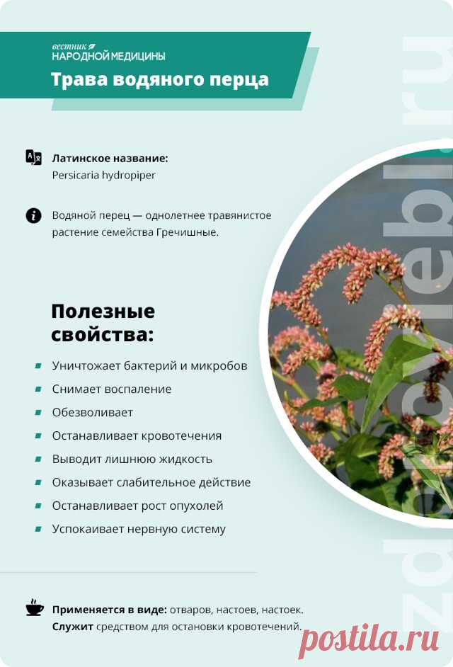Трава водяного перца (горец перечный)