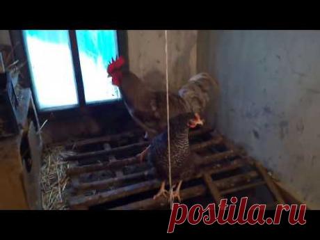 Как обогреть курятник без финансовых затрат, теплая подстилка