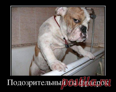 Смешные демотиваторы / Приколы