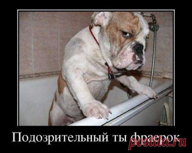 Смешные демотиваторы / Приколы