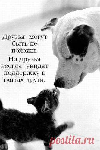 Глаза дружбы редко ошибаются. (Вольтер)