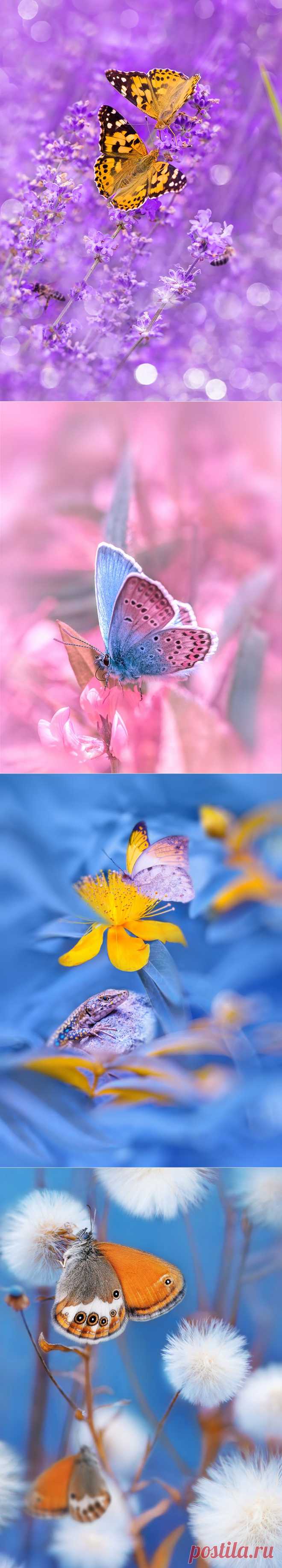 Поэзию можно увидеть повсюду... В каплях росы на паутинке, изгибе стебелька цветка, взмахе крыльев бабочки... | Фотограф Крылова Татьяна