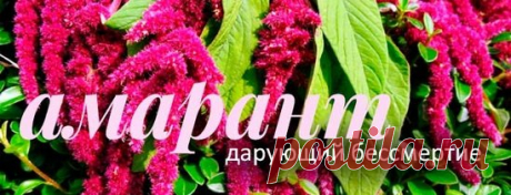 - Амарант лечит ВСЕ! - Хлеб исцеления который был запрещен Петром І -