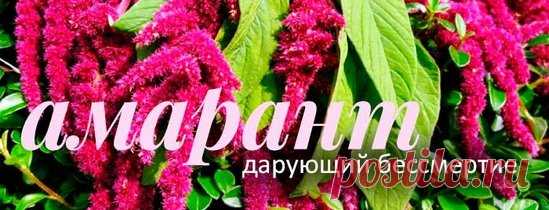 - Амарант лечит ВСЕ! - Хлеб исцеления который был запрещен Петром І -
