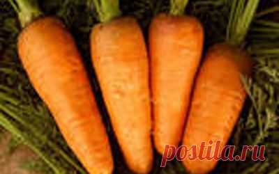 Посадка моркови. Маленькие хитрости |