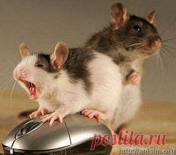 Мышиные жесты и другие скрытые функции компьютерной мыши. И ЗДЕСЬ --- http://steepbend.ru/zhelezo/skrytye-funkcii-kompyuternoj-myshi/