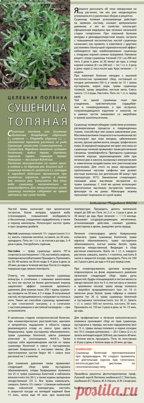Сушеница топяная - лечебные свойства