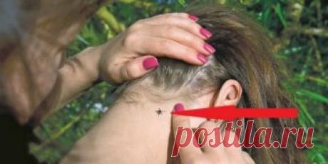 ЭТОТ ПОЛЕЗНЫЙ ТРЮК ОТГОНИТ ОТ ВАС КЛЕЩЕЙ НА ПРИРОДЕ