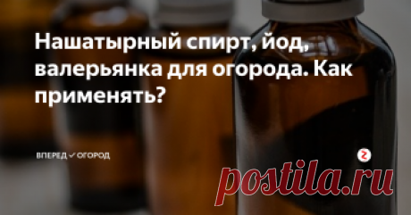 Нашатырный спирт, йод, валерьянка для огорода. Как применять? Предыстория: в выходные начала готовить обед, что-то дурно стало: голова закружилась, уши заложило. Говорю мужу: "Сейчас в обморок, наверно, упаду. Сходи в сарай, принеси нашатырь". Рассказала подруге, она в шоке: "Почему нашатырь в сарае?"
Кстати, в обморок я все-таки упала, но попозже. Муж спас, слава Богу!
Так вот, зачем же мне нашатырь в сарае? Рассказываю.
Я уже писала о том, как использовать