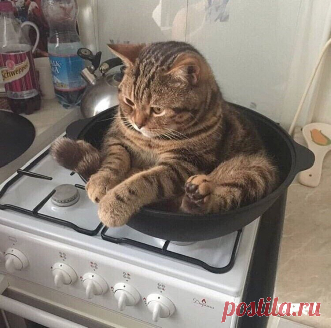 — А у меня сегодня будет кот! 
 — Завидую тебе. А у меня опять макароны.