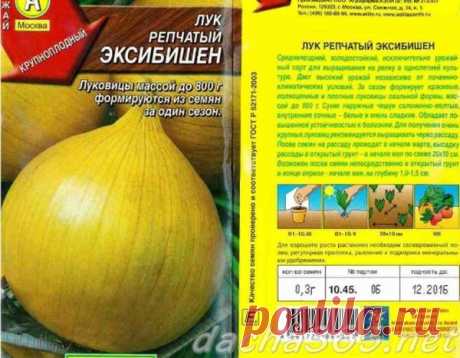Посадка лука Эксибишен на рассаду: выращивание из семян, когда сажать, уход и посадка в открытый грунт