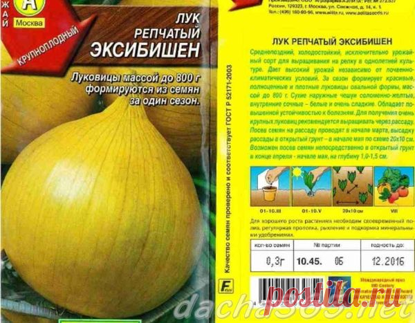 Посадка лука Эксибишен на рассаду: выращивание из семян, когда сажать, уход и посадка в открытый грунт