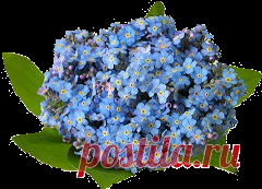 Я тебя никогда не забуду…