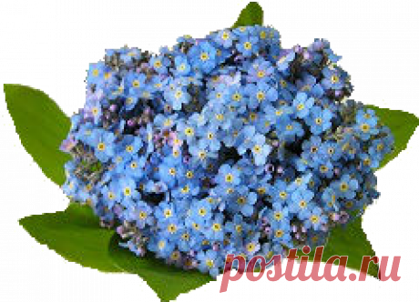 Я тебя никогда не забуду…