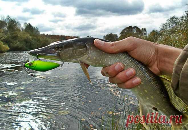 Ловля щуки летом с берега