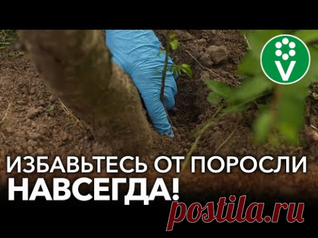КАК ИЗБАВИТЬСЯ ОТ ПОРОСЛИ ДЕРЕВЬЕВ И КУСТАРНИКОВ? 2 проверенных рабочих способа от любой поросли