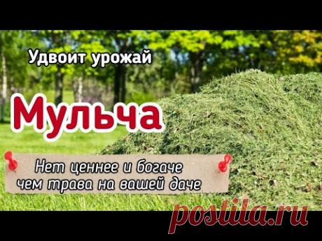 ВСЁ О МУЛЬЧИРОВАНИИ СКОШЕННОЙ ТРАВОЙ - шесть преимуществ мульчи из скошенной травы.