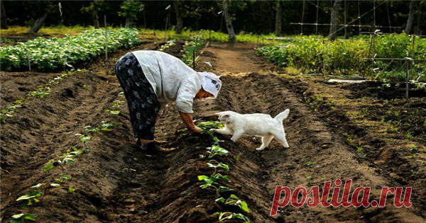 ОБЗОР ХИТРОСТЕЙ САДОВОДА И ОГОРОДНИКА Свекла любит полив методом дождевания и частые, но осторожные рыхления. После второго прореживания свеклу подкармливают минеральными удобрениями. Лучше всего свекла растет на нешироких грядках, шириной в 3 ряда максимум с