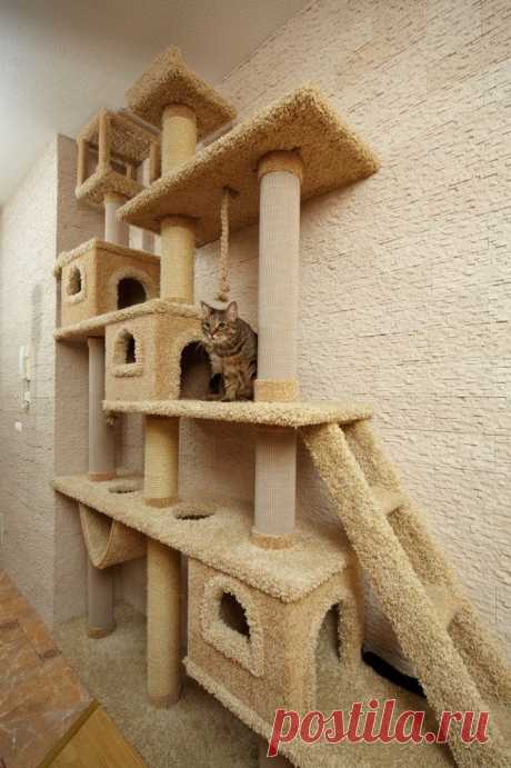 кошачий домик