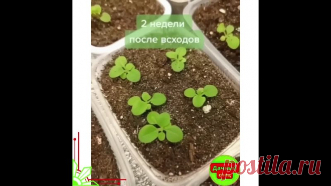 Когда посеять петунью