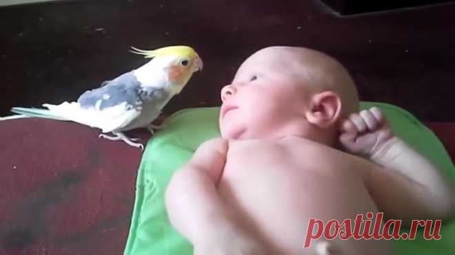 Чудеса, певец - няня )))