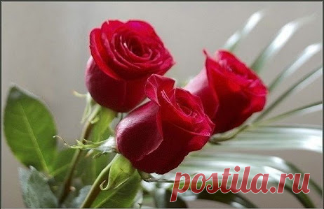 Галина Андреева – Google+