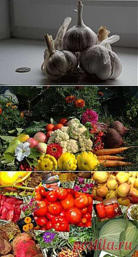 Мои заготовки на зиму и вкуснейший рецепт пирога.. Сохраните любой пост с сайта 7dach.ru в Постиле и выиграйте призы от интернет-магазина Клуб Красоты. Чем больше постов - тем выше шансы. Розыгрыш состоится в понедельник, 30 января. В акции участвуют все посты, которые содержат этот текст или фото призов!