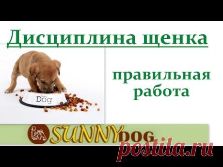 Лидерство. контроль. Воспитание - учим щенка не выбивать миску из рук