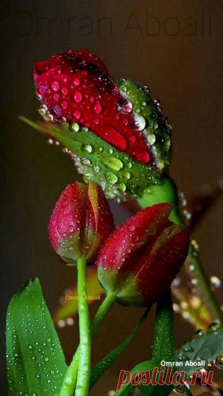 (20) Pinterest