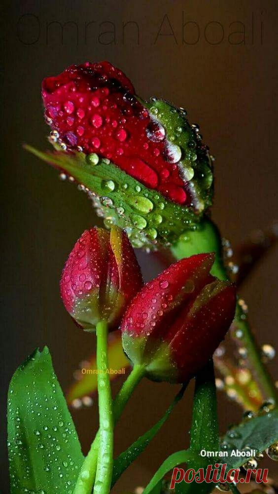 (20) Pinterest
